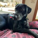 black labrador service dog feedback