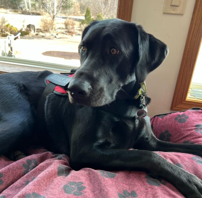 black labrador service dog feedback