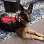 german shepherd service dog feedback