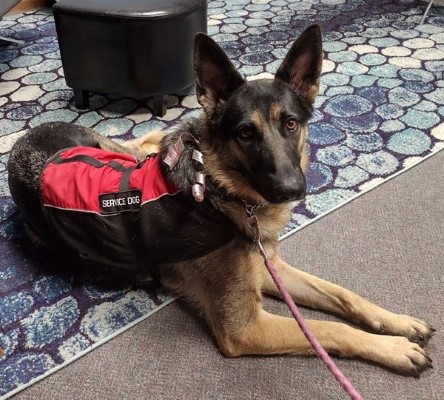 german shepherd service dog feedback