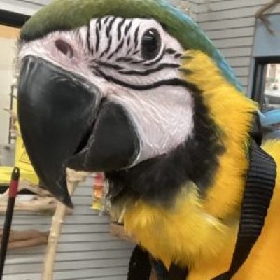 Parrot ESA feedback