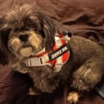 Service terrier dog feedback