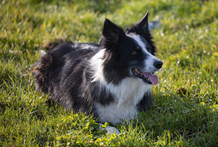 Border Collies