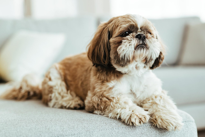 Cavalier King Charles Spaniels