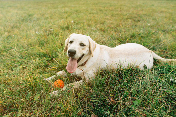 Labrador Retrievers