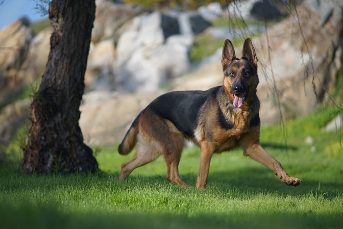 German Shepherd