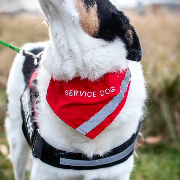 Service dog bandana wear on dog