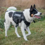 Service Dog Tactical Harness on dog