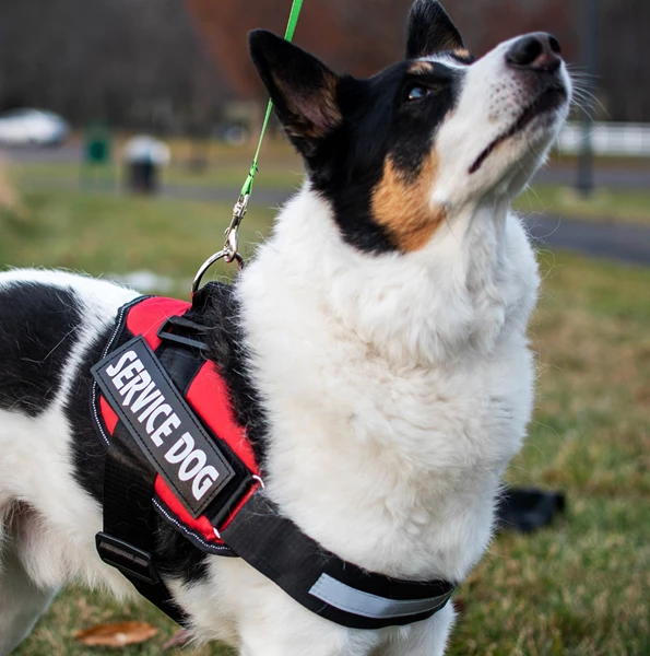 Service dog vest on dog