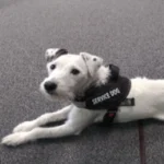 service dog feedback