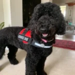 Service dog poodle