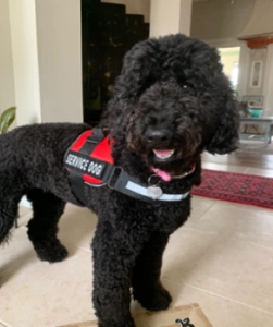 Service dog poodle